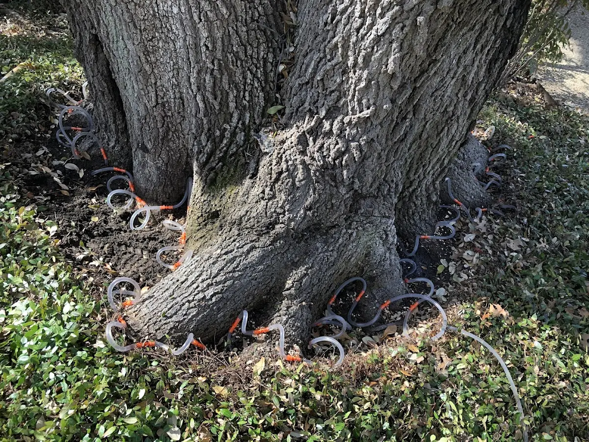 Detailed Tree Cabling and Bracing job site in Big Lake