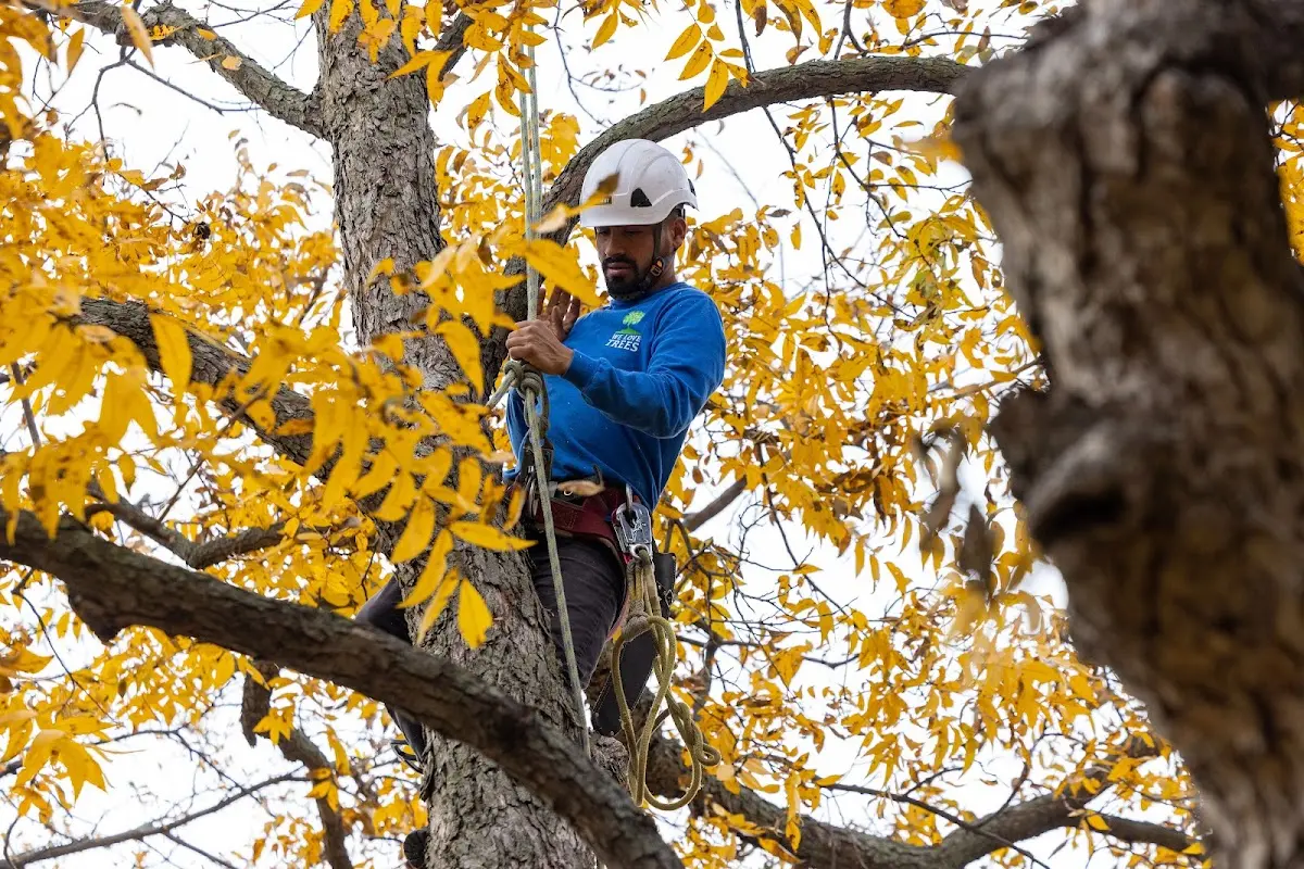 Skilled Tree Transplanting crew working in Big Lake